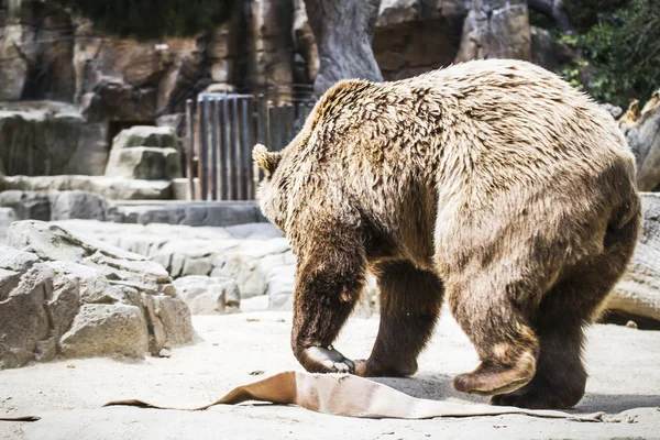 Pelziger Braunbär — Stockfoto