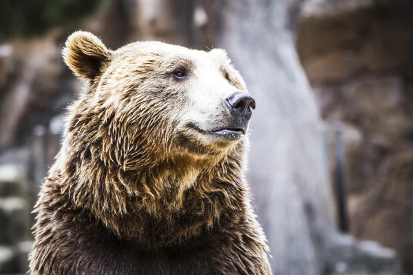 Pelziger Braunbär — Stockfoto