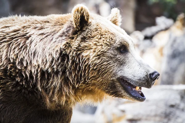 Kürklü kahverengi ayı — Stok fotoğraf