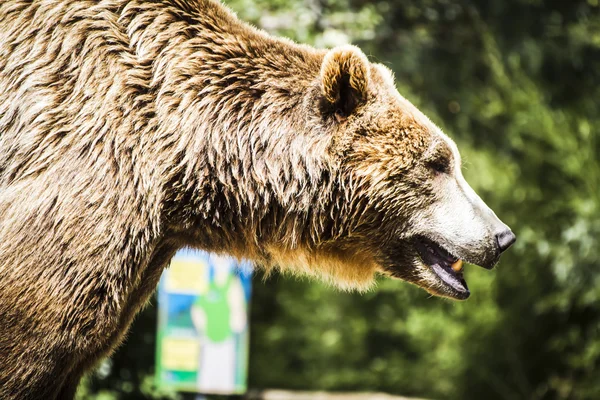 Pelziger Braunbär — Stockfoto