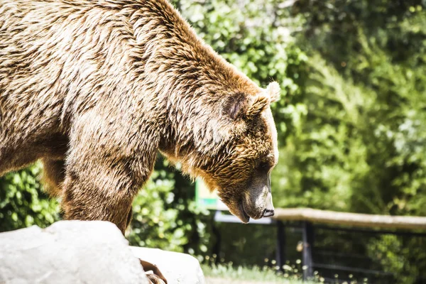 Urso castanho peludo — Fotografia de Stock