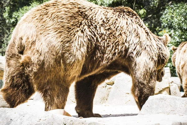 Urso castanho peludo — Fotografia de Stock