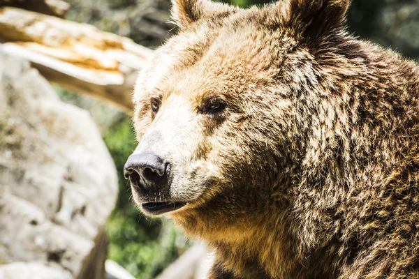 Orso bruno peloso — Foto Stock