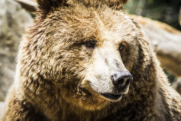 Urso castanho poderoso espanhol — Fotografia de Stock