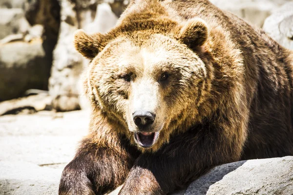 Lurviga brunbjörn — Stockfoto