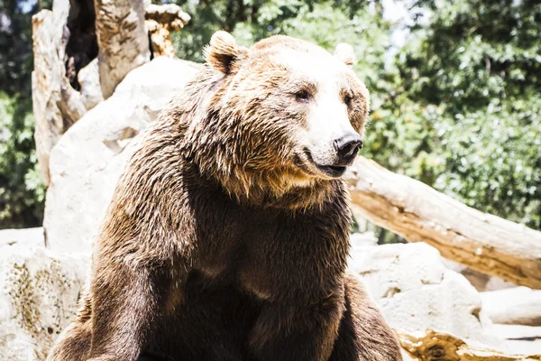 Orso bruno peloso — Foto Stock