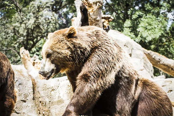 Urso castanho peludo — Fotografia de Stock