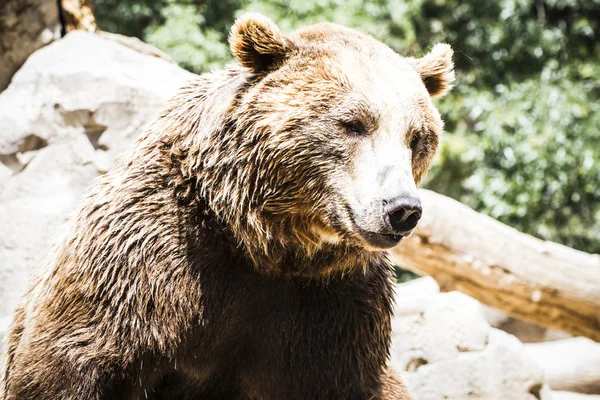 Сильный бурый медведь — стоковое фото
