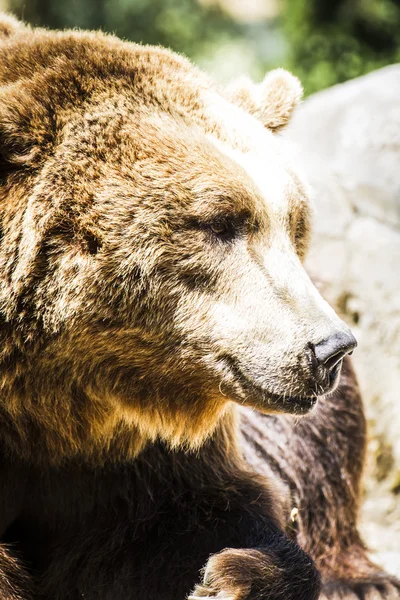 Oso marrón poderoso español — Foto de Stock