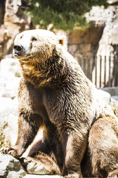 Potente orso bruno spagnolo — Foto Stock