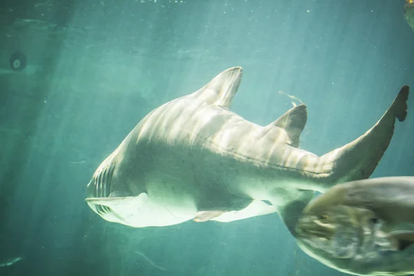 Tiburón enorme nadando bajo el mar — Foto de Stock