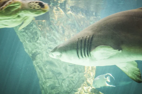 Tiburón enorme nadando bajo el mar — Foto de Stock