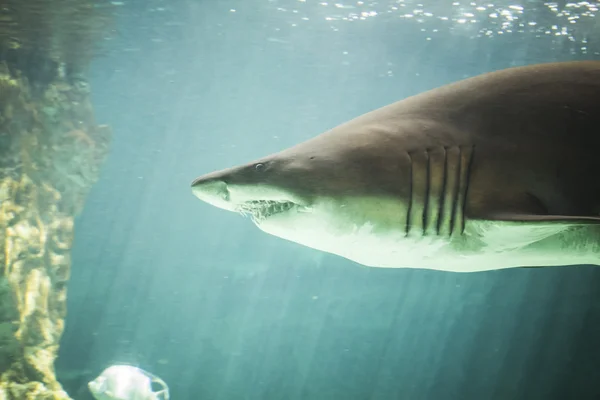 Obrovský žralok plavat v moři — Stock fotografie