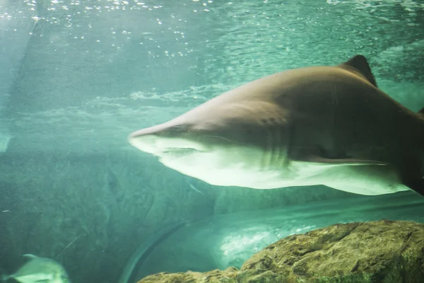 Büyük köpek balığı deniz altında Yüzme — Stok fotoğraf