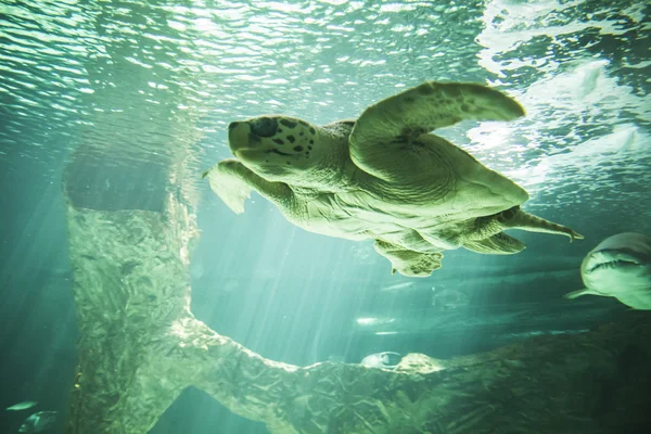 Tartaruga nadando sob o mar — Fotografia de Stock