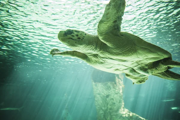 Tartaruga nadando sob o mar — Fotografia de Stock