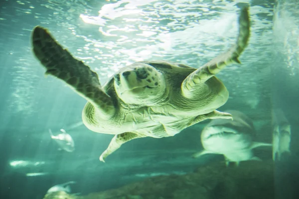 Turtle swimming under the sea — Stock Photo, Image