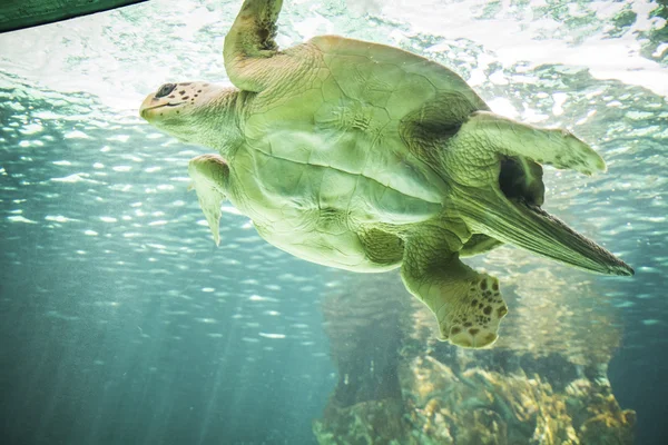 Sea turtle underwater — Stock Photo, Image