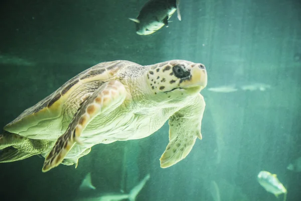 Havssköldpadda under vattnet — Stockfoto