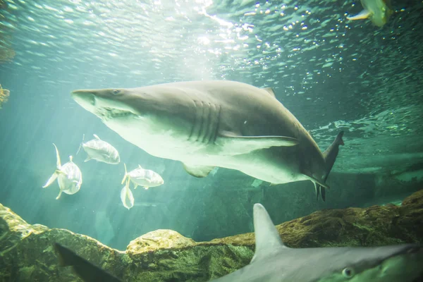 Pływanie w morzu rekin — Zdjęcie stockowe