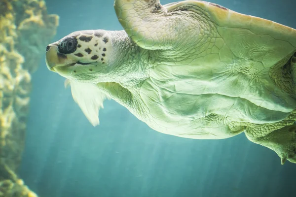Sköldpadda simma under havet — Stockfoto