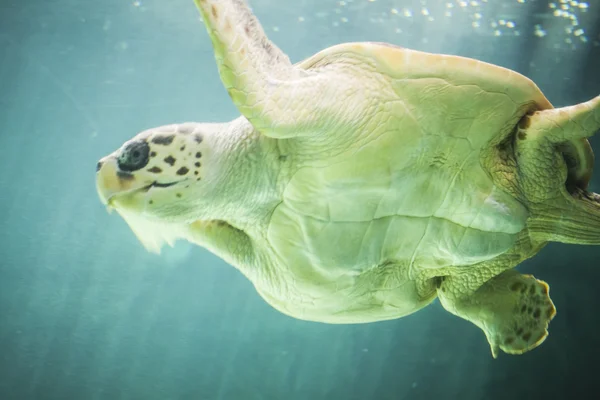 巨大なウミガメの水中 — ストック写真