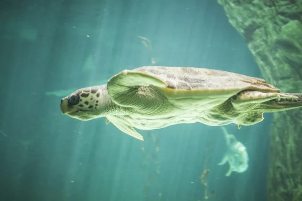 Schildpad zwemmen onder de zee — Stockfoto