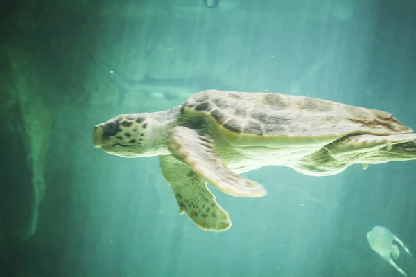 Huge sea turtle underwater — Stock Photo, Image