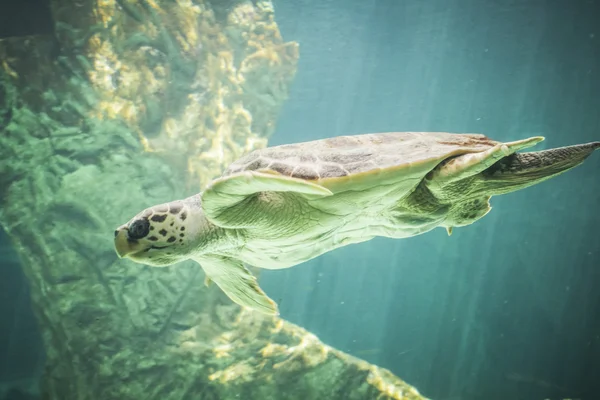 Tortuga marina enorme bajo el agua — Foto de Stock