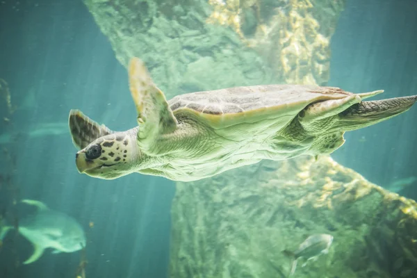 Sköldpadda simma under havet — Stockfoto