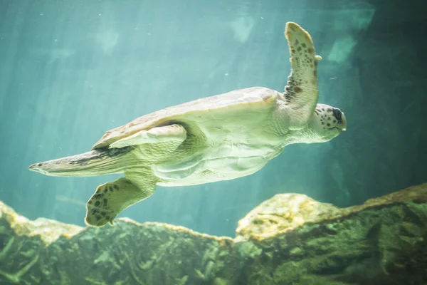 Kura-kura laut besar di bawah air. — Stok Foto