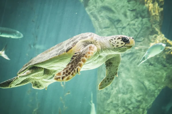 海龟游泳在海之下 — 图库照片