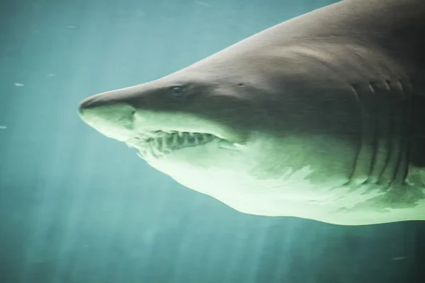 Tiburón nadando bajo el mar — Foto de Stock