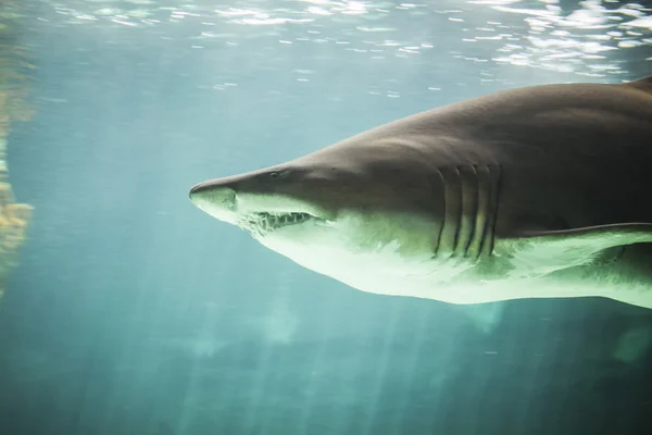 Deniz altında Yüzme köpekbalığı — Stok fotoğraf