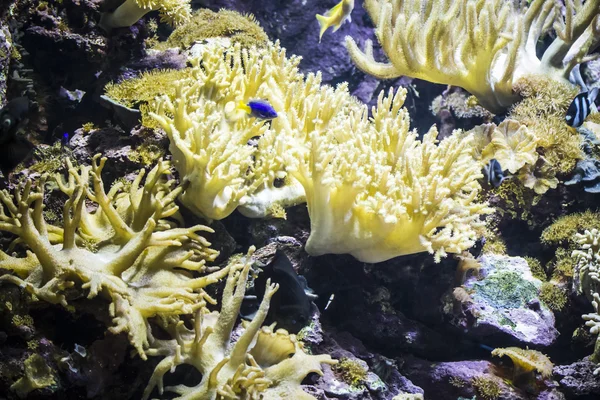 Fondos marinos con peces — Foto de Stock