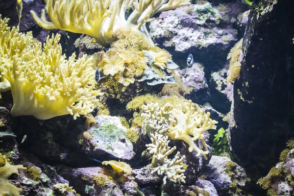 Fondos marinos con peces — Foto de Stock