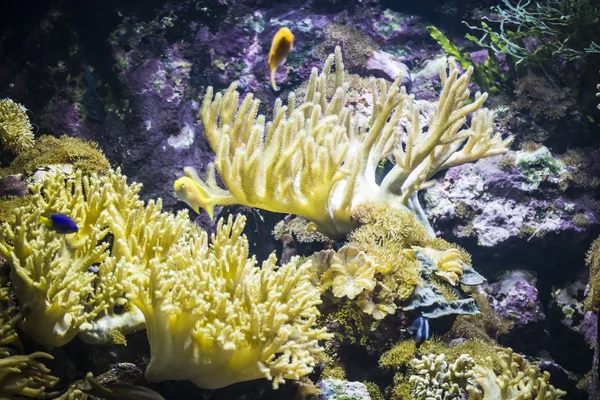 Fondos marinos con peces — Foto de Stock