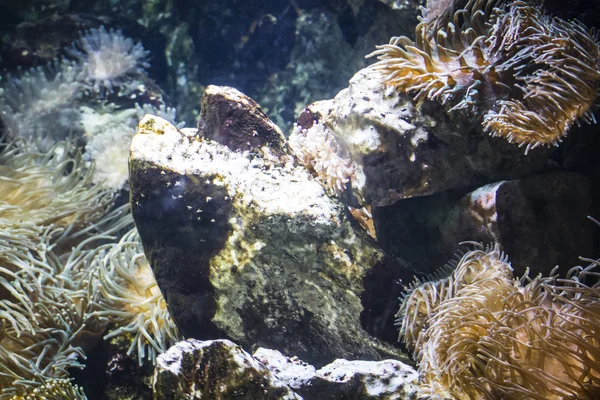 Seabed with fish — Stock Photo, Image