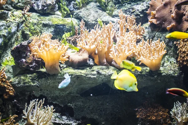 Fondos marinos con peces — Foto de Stock