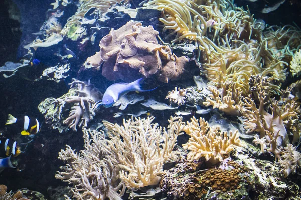Морське дно з риби — стокове фото
