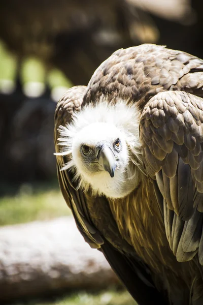 Scavenger vulture — Stock Photo, Image