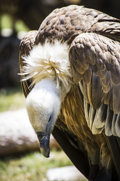 Scavenger vulture — Stock Photo, Image