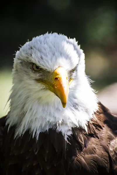 アメリカンイーグル — ストック写真