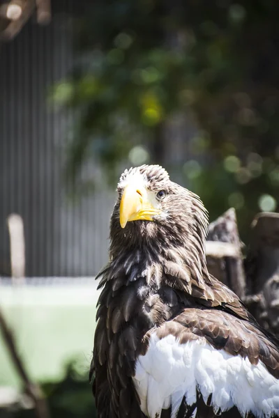 Spanish golden eagle — Stock Photo, Image