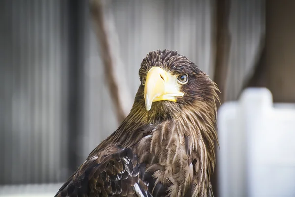 Spanischer Steinadler — Stockfoto