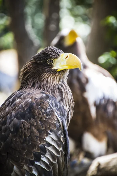 Spanish golden eagle — Stock Photo, Image