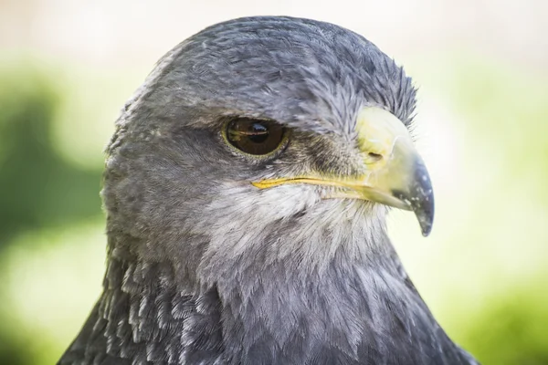 Spanish falcon — Stock Photo, Image