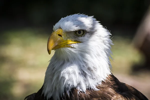 Águila de cabeza blanca —  Fotos de Stock