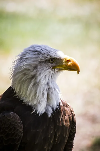 Águila de cabeza blanca —  Fotos de Stock