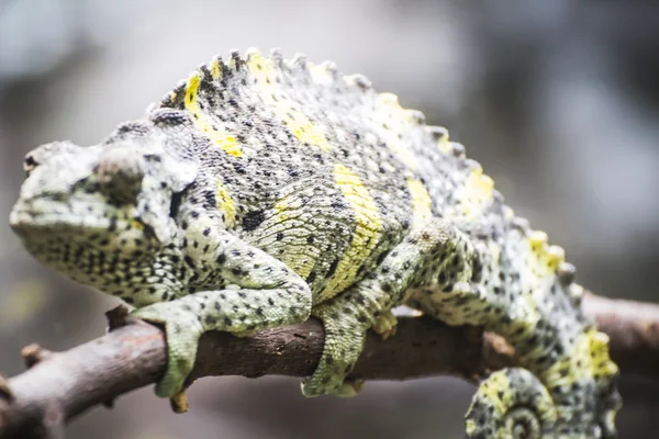 Chameleon uploaded to a branch — Stock Photo, Image